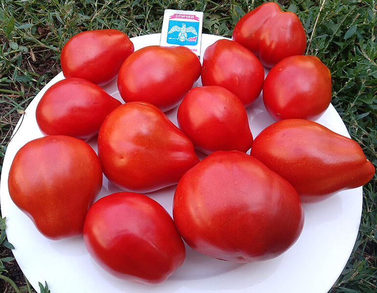 Pera D’Abruzzo, Granny’s Throwing