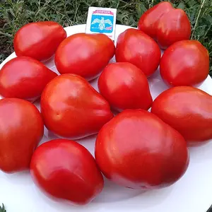 Pera D’Abruzzo, Granny’s Throwing