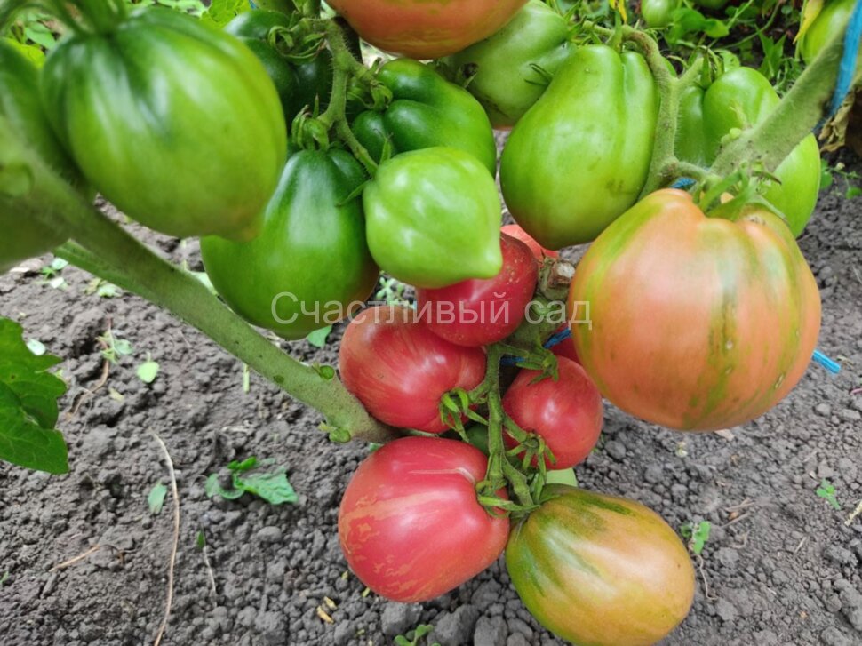 Dwarf Electric Pink