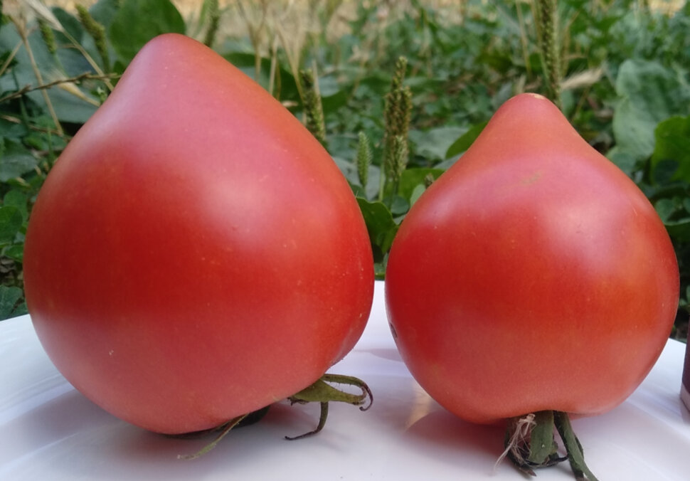 Северная корона