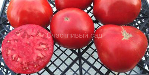 Красный Мериленд (Maryland Red)