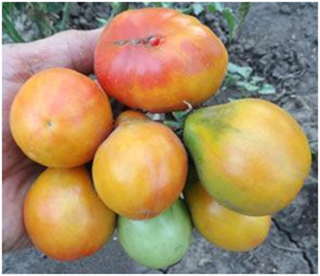 Пьемонтская Груша (Piedmont Pear)