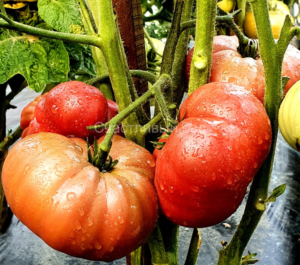 Карлик Мгла Винса (Dwarf Vince's Haze)