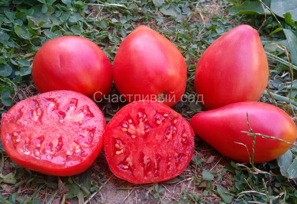 Сызранское бычье сердце