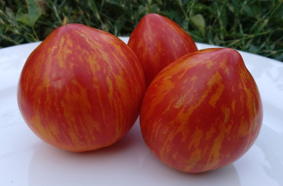 Карлик Крапчатое Сердце (Dwarf Speckled Heart)