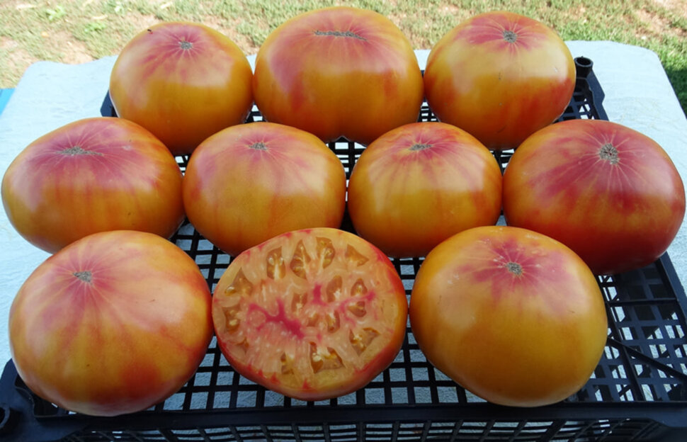 Tuxhorn's Red and Yellow