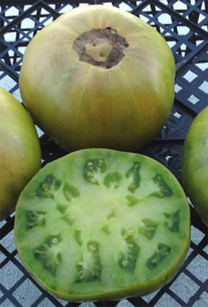 Jackass Green Dwarf