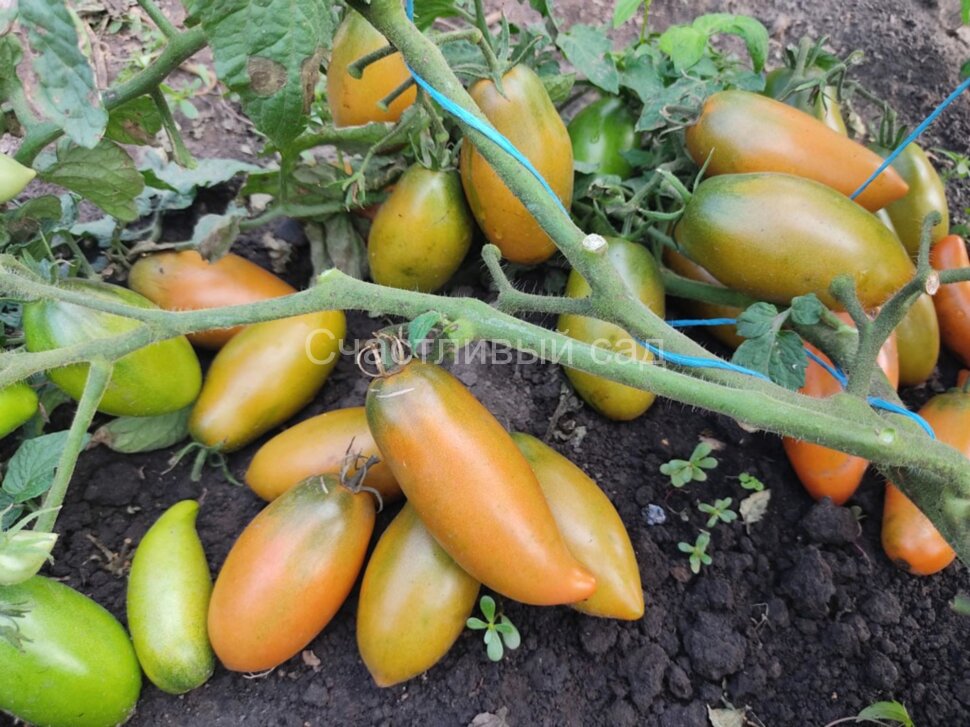 Карлик Щедрость Лауры (Dwarf Laura’s Bounty)