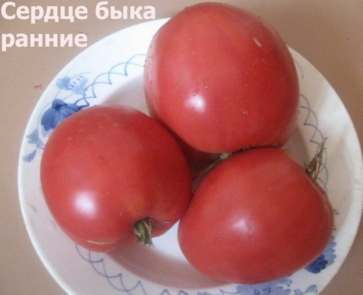 Сердце быка раннее