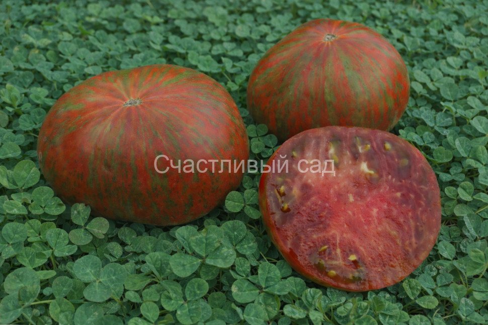 Карлик Шоколадная Молния (Chocolate Lightning Dwarf)