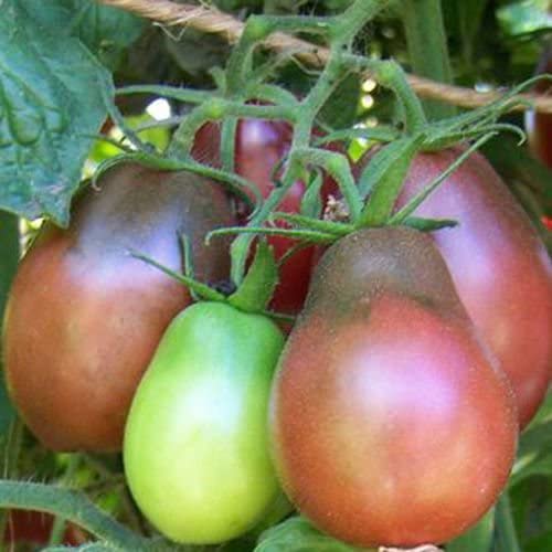 Пурпурная груша Эвана (Evan's Purple Pear)
