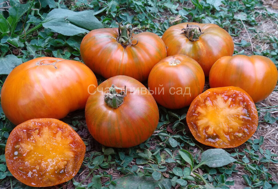 Orange Ghabbana