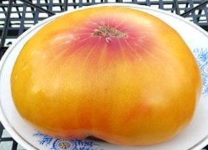Paw Paw Yellow
