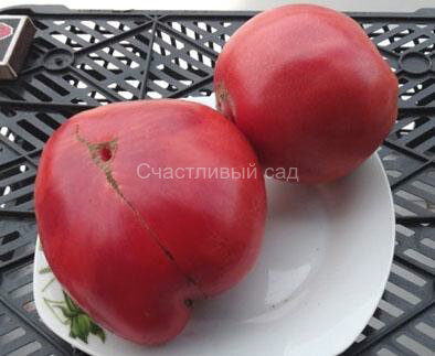Странник Южной Америки (Sojourner South American)