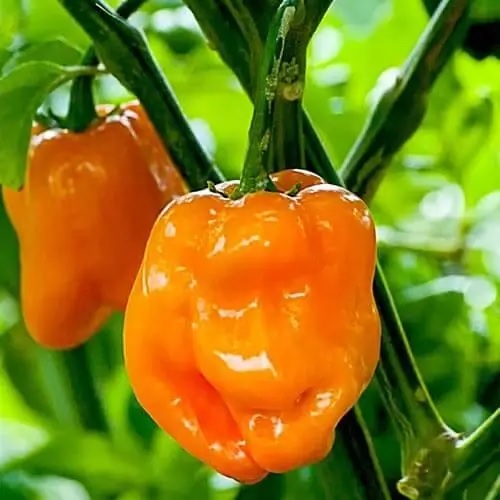 Перец острый Habanero Orange