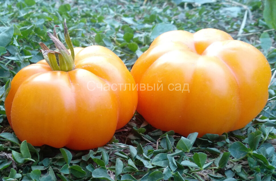 Жёлтый ребристый (Yellow Riffled)