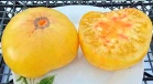 Радужный карлик (Rainbow Dwarf)
