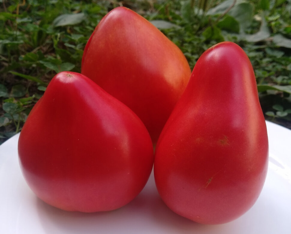 Сердце быка (Cuore de Toro)