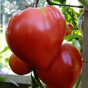 Сердце Бизона (Bison Heart)