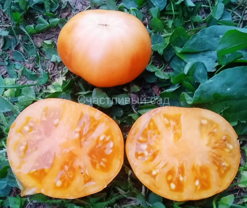 Карлик Оранжевый Крем (Dwarf Orange Cream)