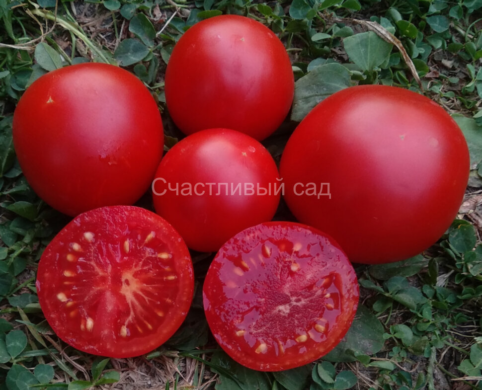 Dwarf Clare Valley Red