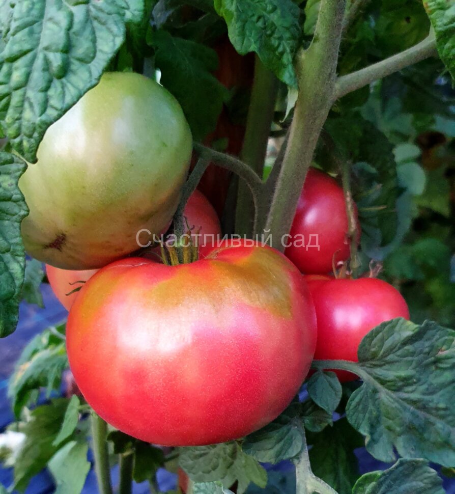 Dwarf Coorong Pink