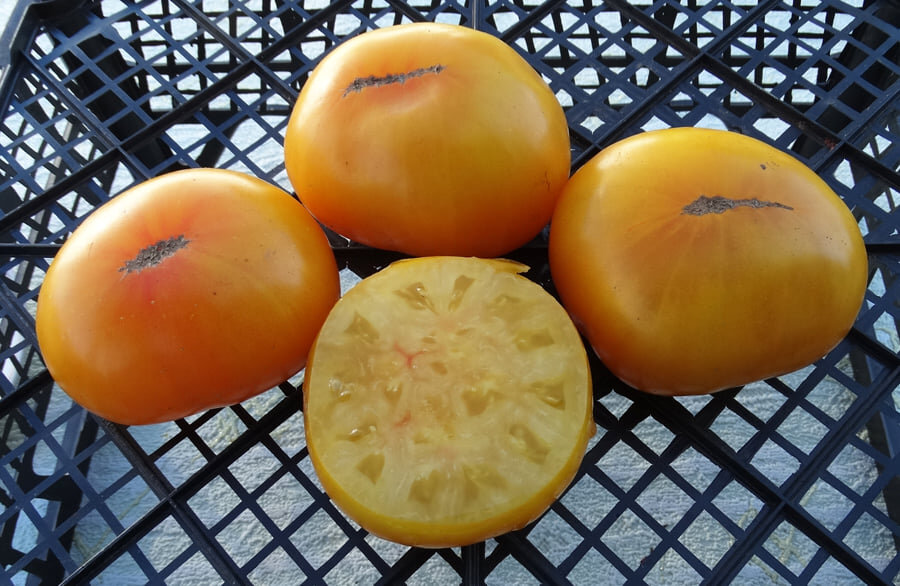 Jackass Yellow Dwarf