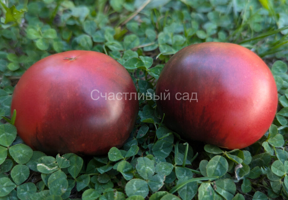 Карлик Роза Гондвана (Dwarf Gondwana Rose)
