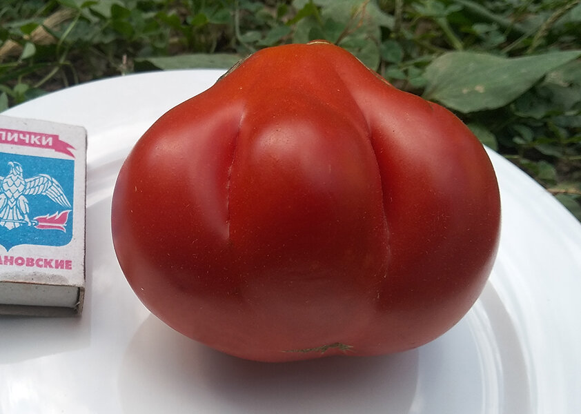 Красный кошелёк (Sakiewka Czerwona)