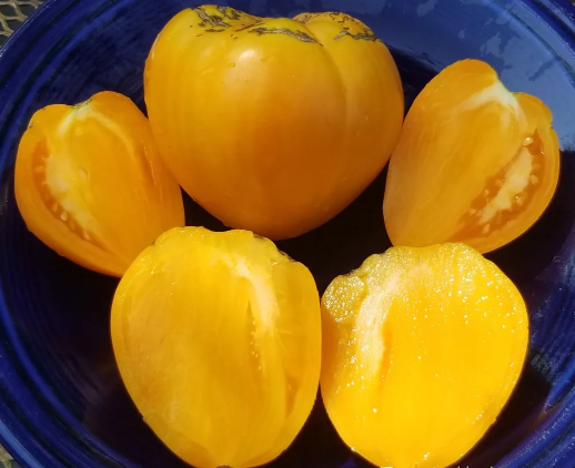 Жёлтое бычье сердце Ливингстона (Livingston's Yellow Oxheart)