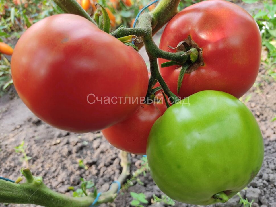 Гармония (Хармония)
