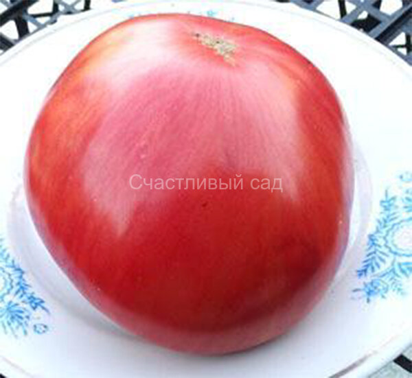 Полосы Сырната (Stripes of Syrnath)