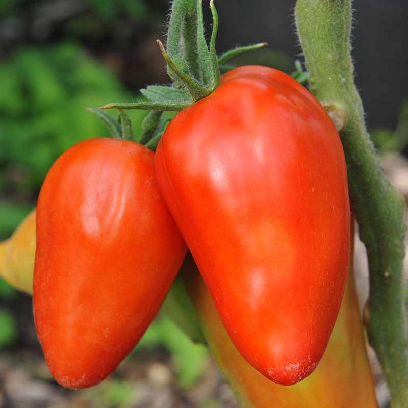 San Marzano Redorta