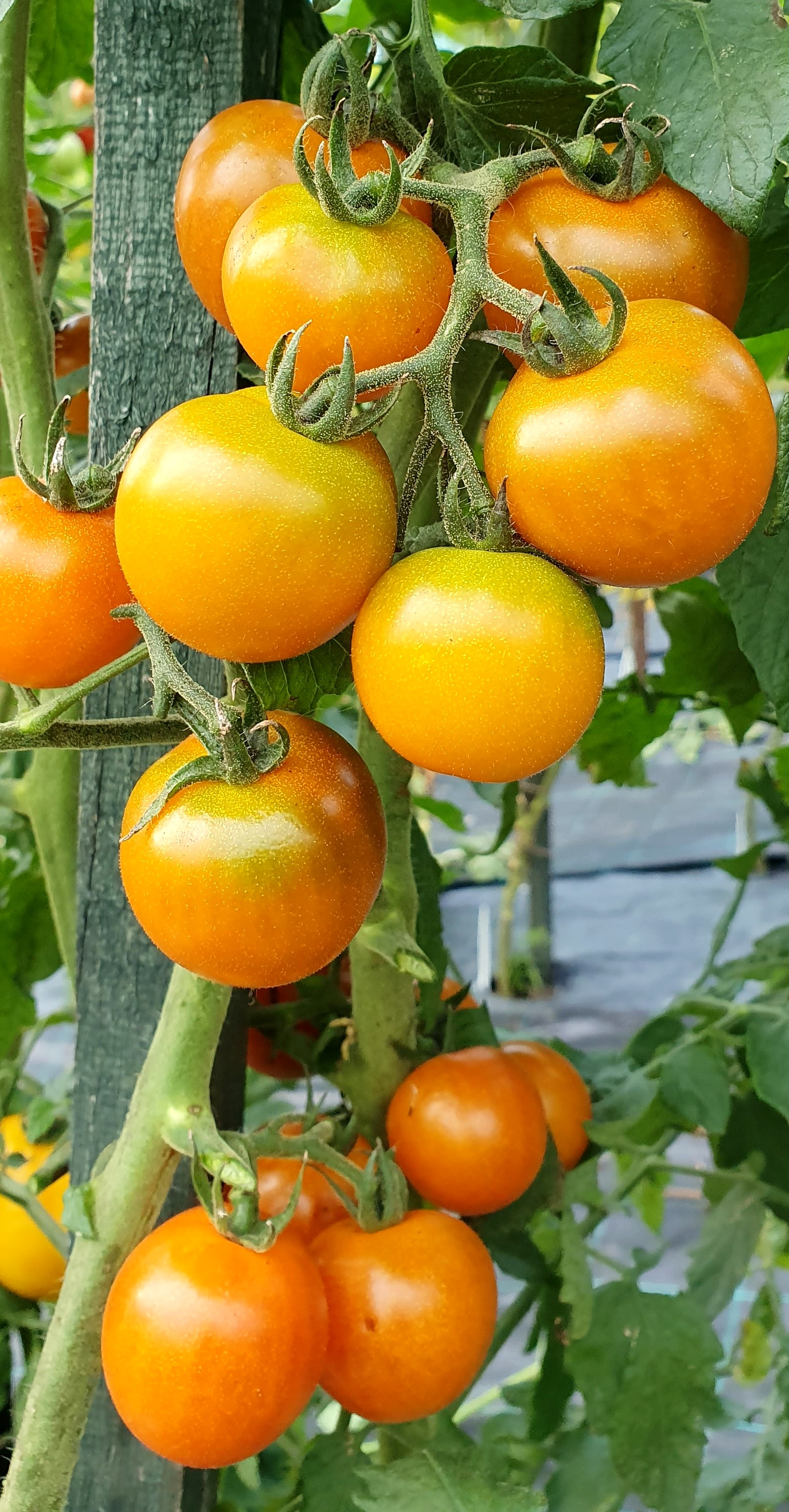 Тёмно-оранжевый мускат (Dark Orange Muscat)