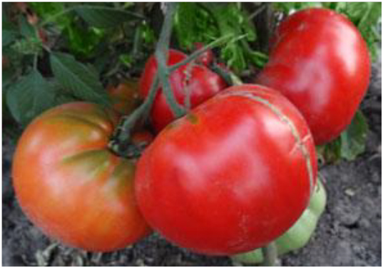 Marmande Garnier Rouge Big