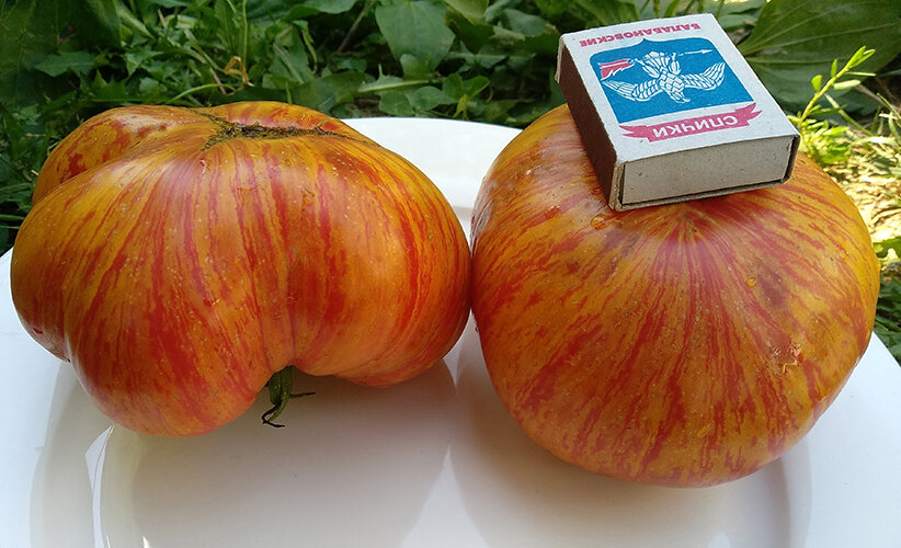 Большая Оранжевая Полоса (Big Orange Stripe)