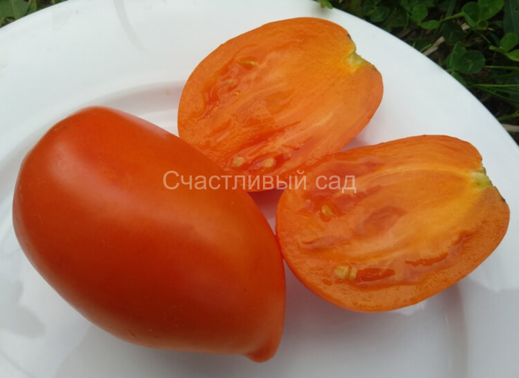 Cream Orange Giant