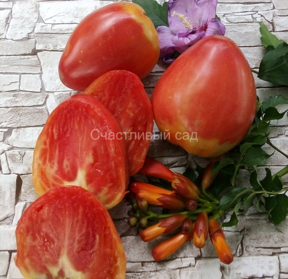 Розовое бычье сердце Джо (Joe's Pink Oxheart)