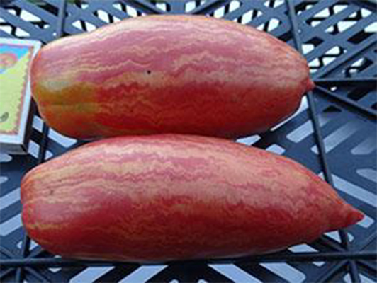 Fuego Rosa