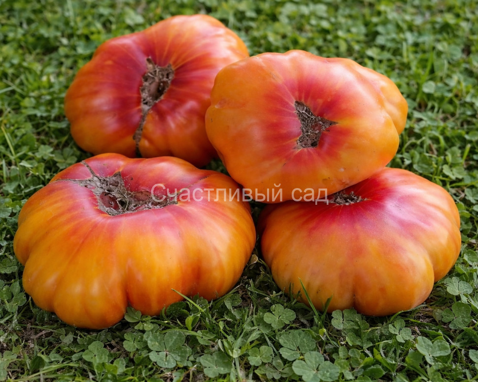 Запотекский ананас ребристый (Zapotec Ananas Ribbed)