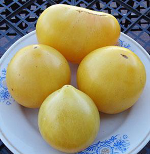 Карлик Лимонный Лёд (Dwarf Lemon Ice)