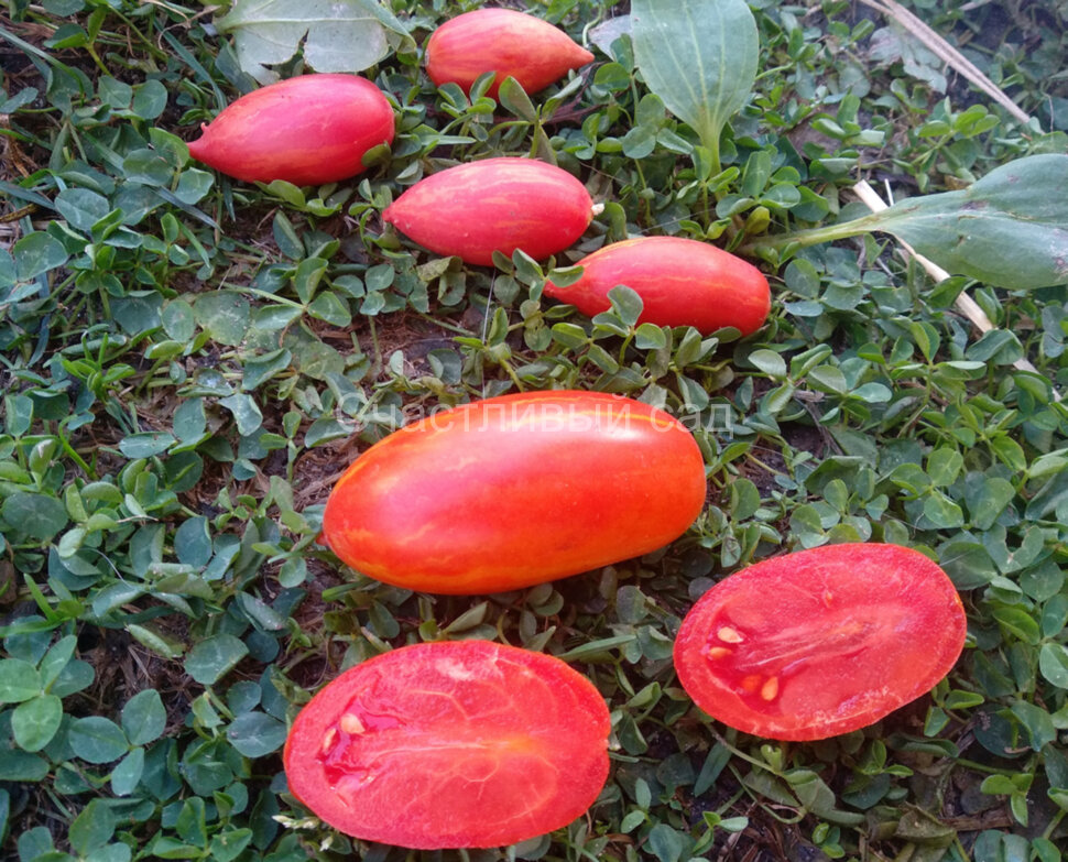 Огонь Марзано (Marzano Fire)