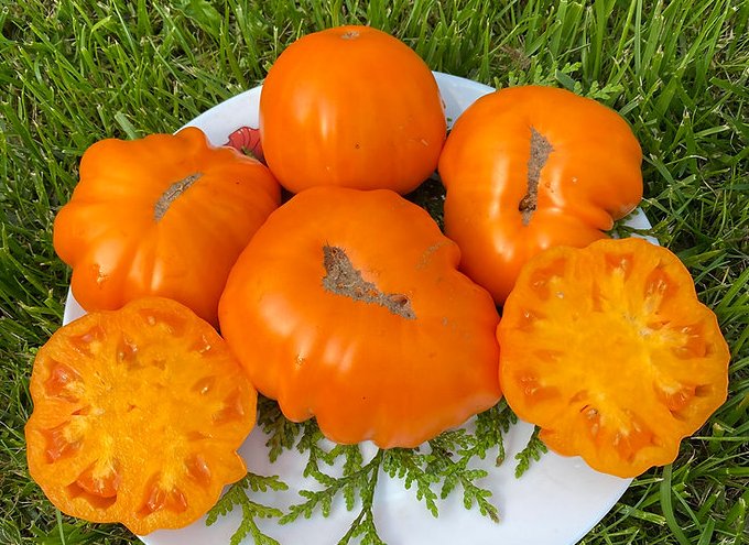 Oro giant