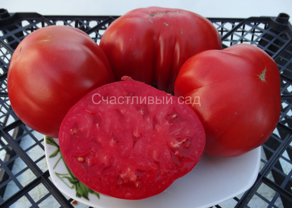 Кунео Гигантская Груша (Cuneo Giant Pear)
