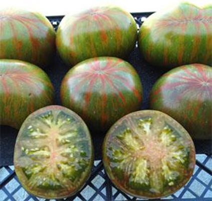Berkeley Tie Dye Green