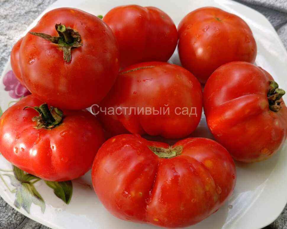 Карлик Рецессивный (Dwarf Recessive)