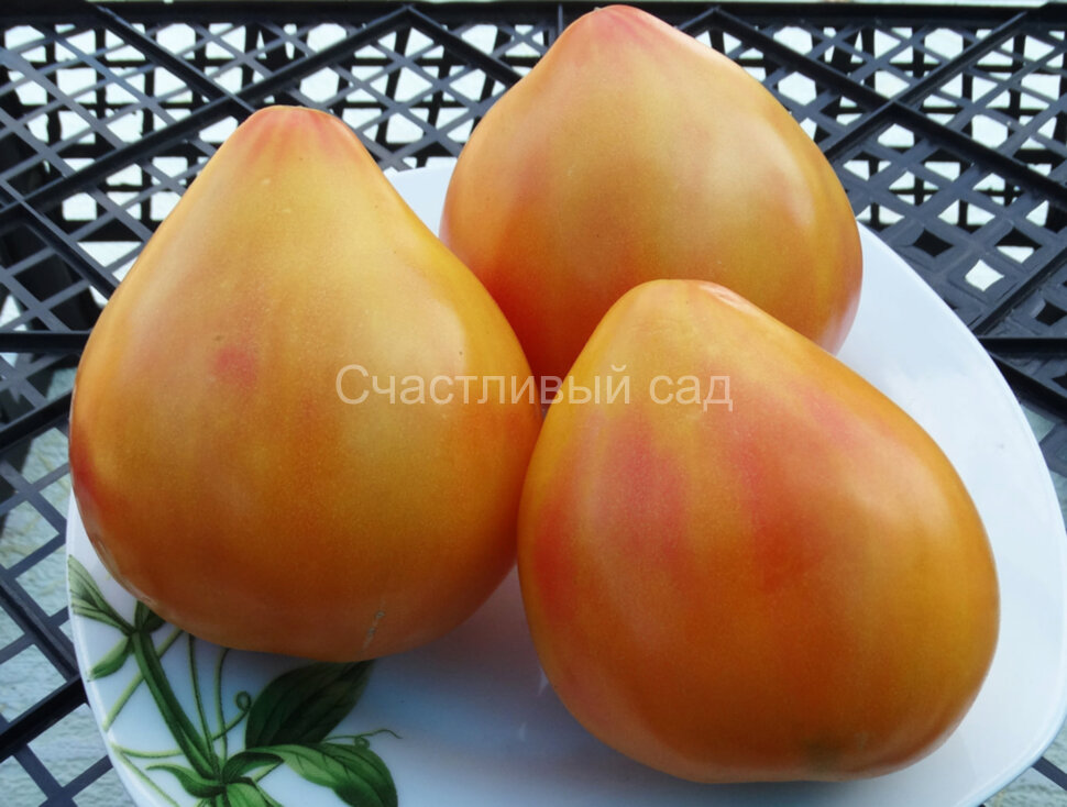 Полосатое бычье сердце (Striped oxheart)