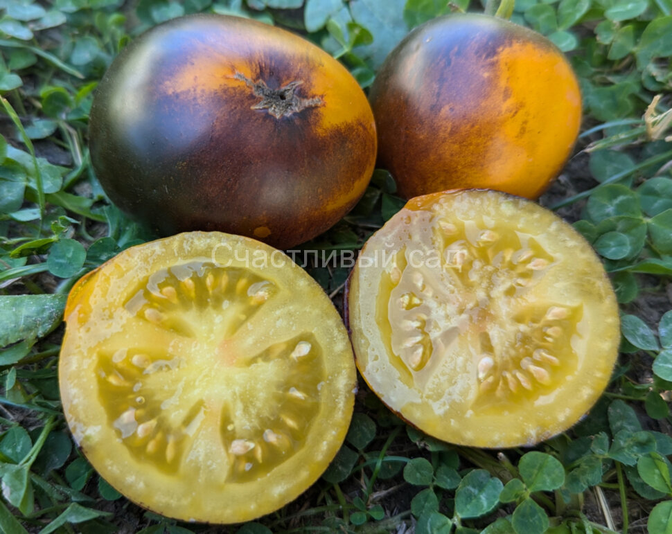 Карлик Луна Гондвана (Dwarf Gondwana Moon)