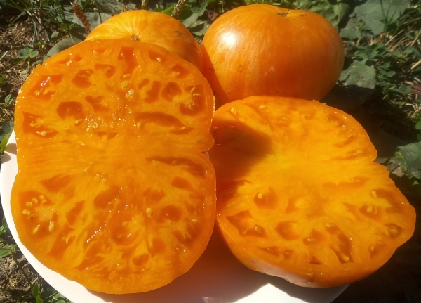 Orange Jazz