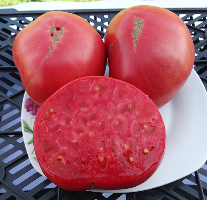 Семейная реликвия Теннесси (Tennessee Heirloom)